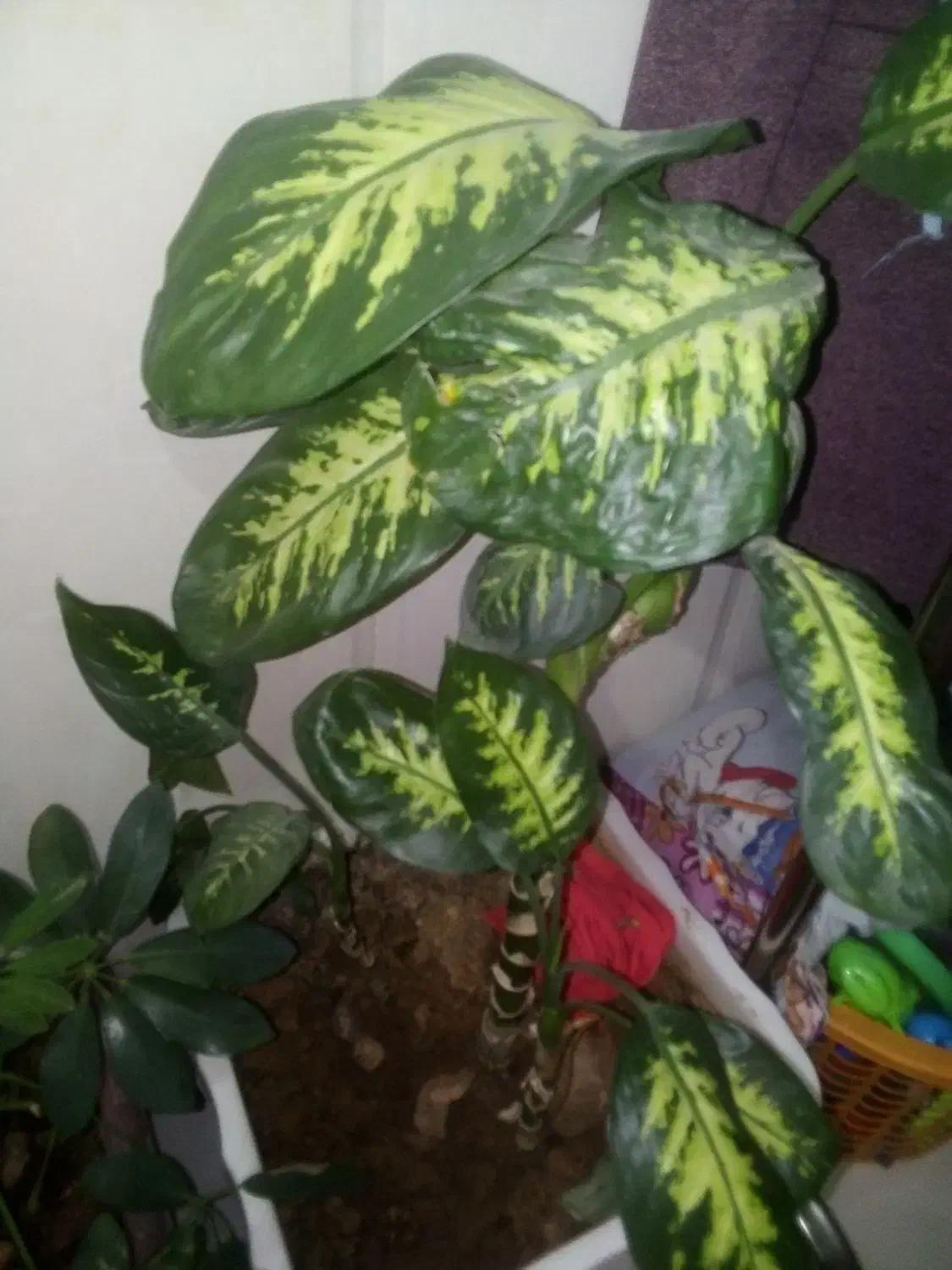 6تا عددگل|گل و گیاه طبیعی|آباده, |دیوار