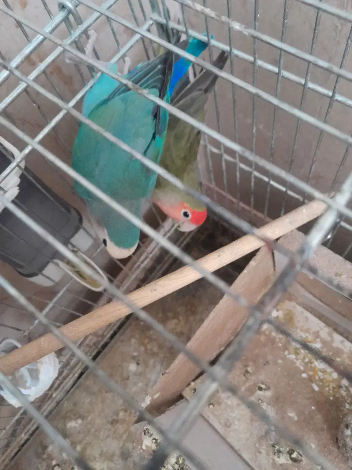 کوتوله|پرنده|اصفهان, امامزاده اسماعیل|دیوار