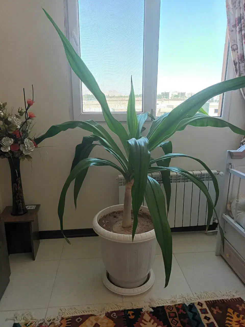 گل برگ موزی|گل و گیاه طبیعی|کرمان, |دیوار