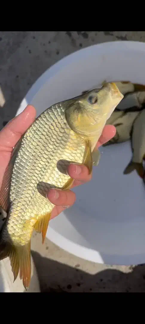 کپور و آمور|ماهی|اهر, |دیوار