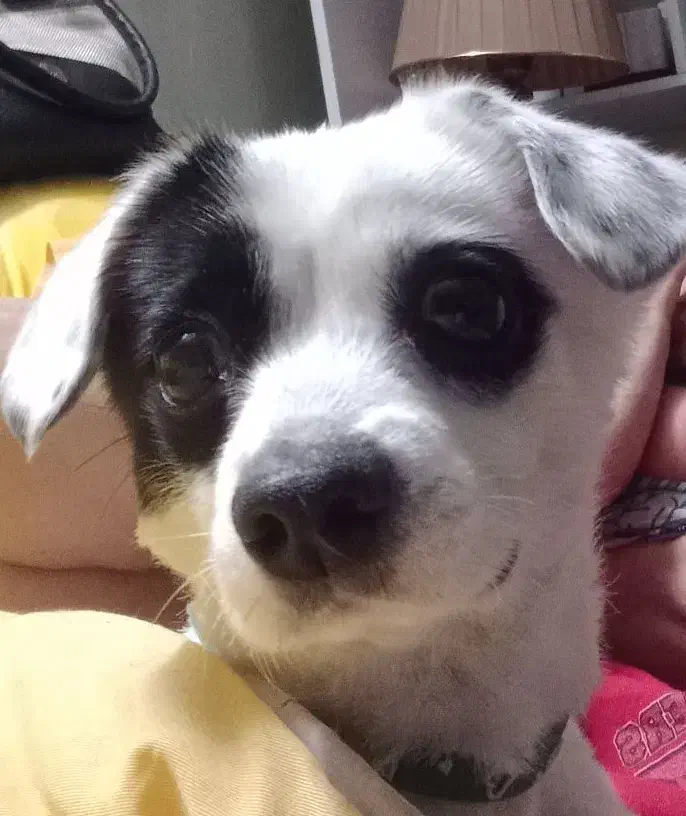 سگ پیدا شده|حیوانات|فردیس, شهرک ارم|دیوار