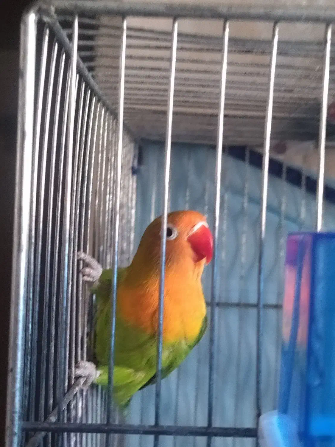 طوطی برزیلی ماده|پرنده|شیراز, کوشک میدان|دیوار