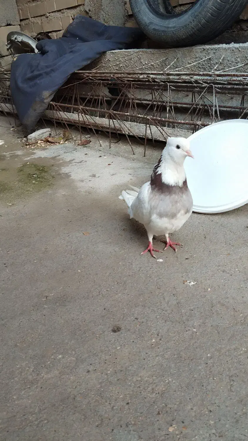 پرنده|پرنده|کلاله, |دیوار