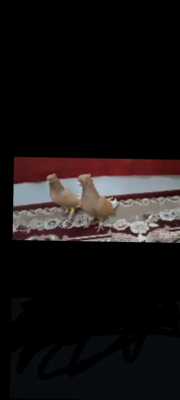 سلام یک جفت دم سفید|پرنده|رامشیر, |دیوار