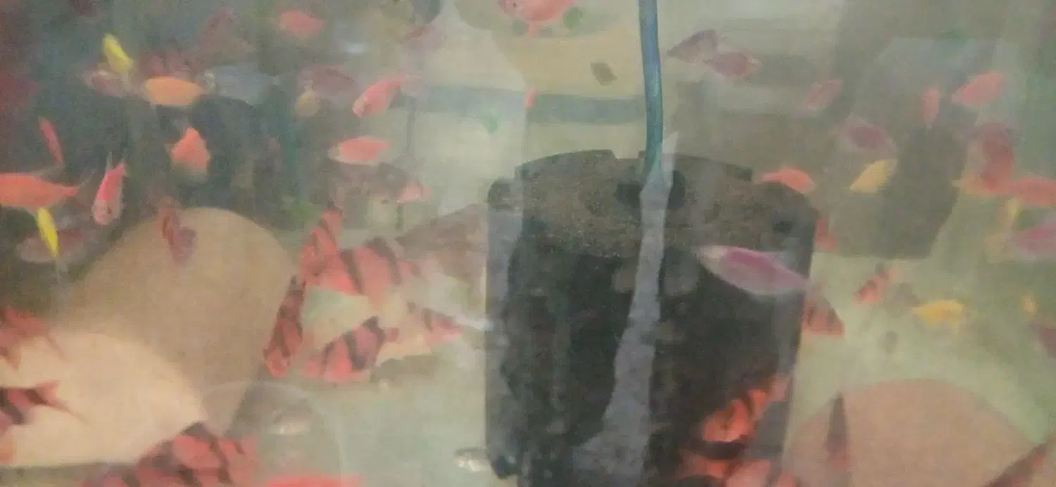 ماهی گوپی مولی سوارتل گلدفیش کت فیش کوریدوراس|ماهی|تهران, گلستان (شهرک راه آهن)|دیوار