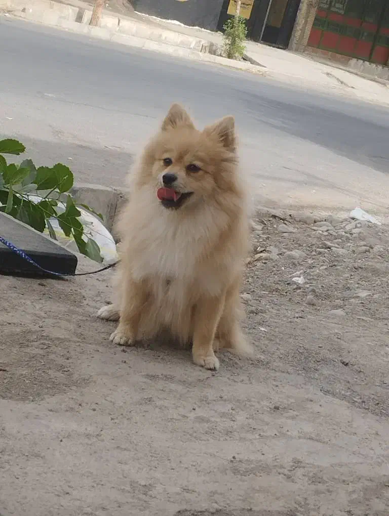 سگ پامر|سگ|جیرفت, |دیوار