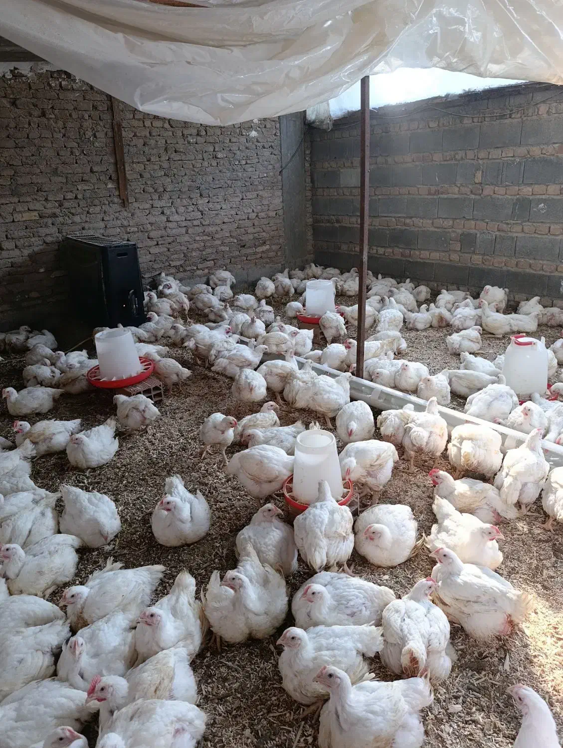 مرغ ارگانیک|حیوانات مزرعه|آق قلا, |دیوار