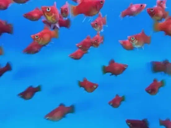 ماهی گوپی بالن،مولی بالن،پلاتی بالن|ماهی|تهران, شهرک شریعتی|دیوار