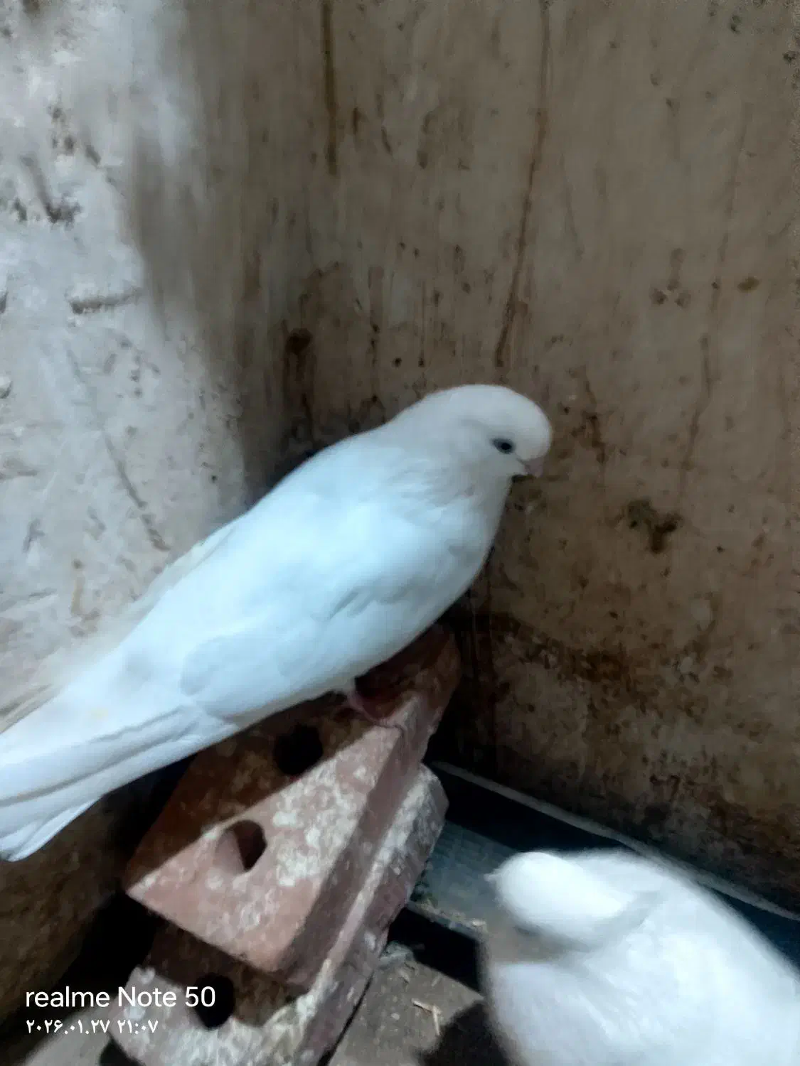 سفید|پرنده|میاندوآب, |دیوار