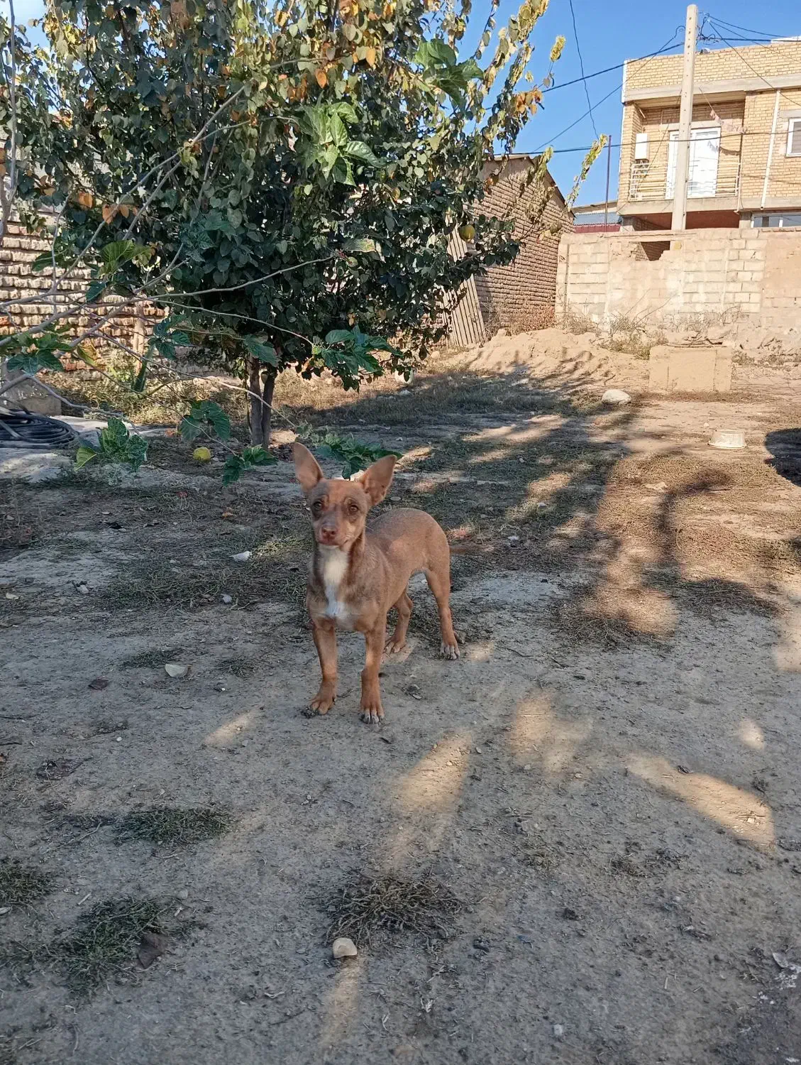 سگ پاکوتاه|سگ|گنبد کاووس, |دیوار