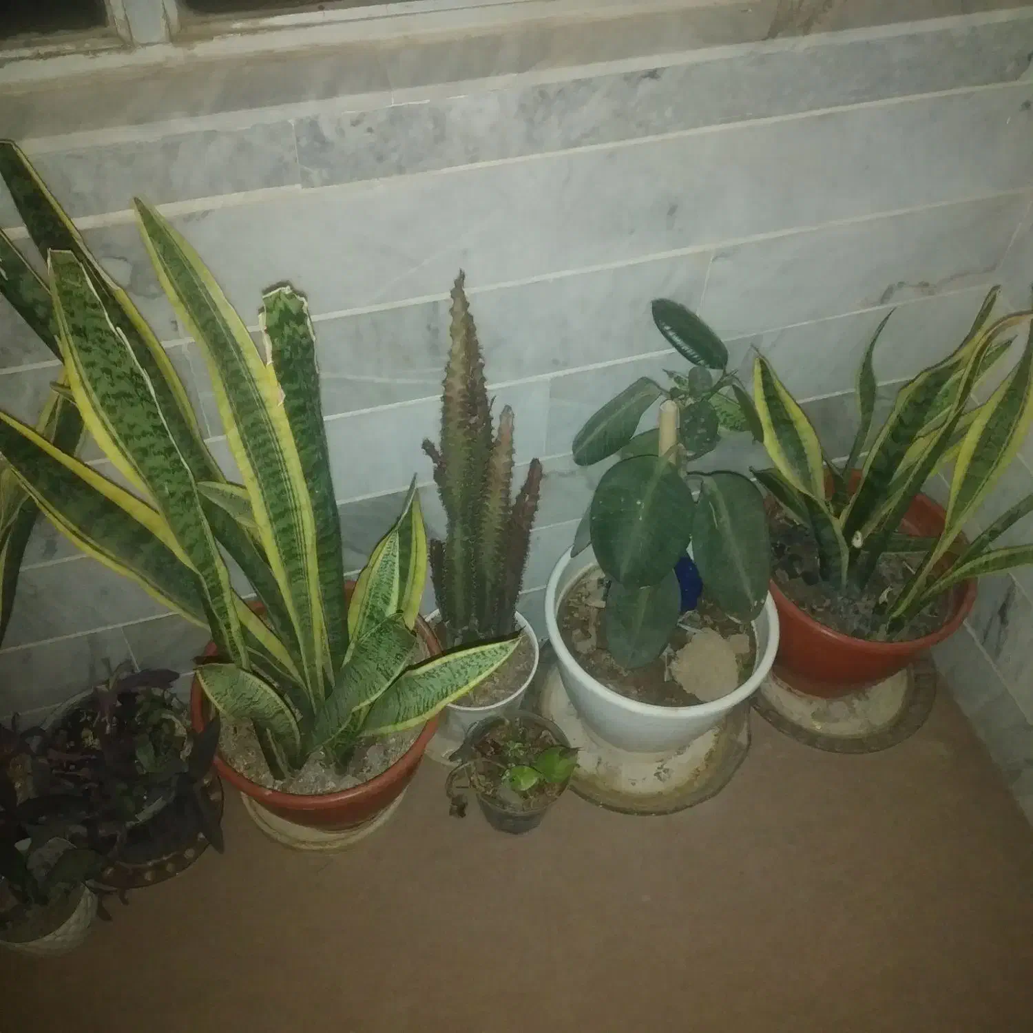 گل های زینتی آپارتمانی|گل و گیاه طبیعی|دلیجان, |دیوار