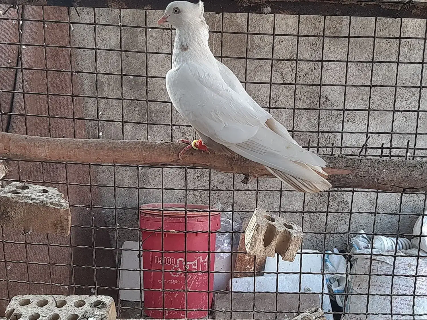 کبوتر رنگی و دورگ|پرنده|باوی, |دیوار