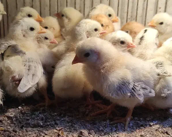 جوجه مرغ نژاد کوشین پانتام و جاپنیز (ژاپنیکس)|حیوانات مزرعه|تبریز, |دیوار