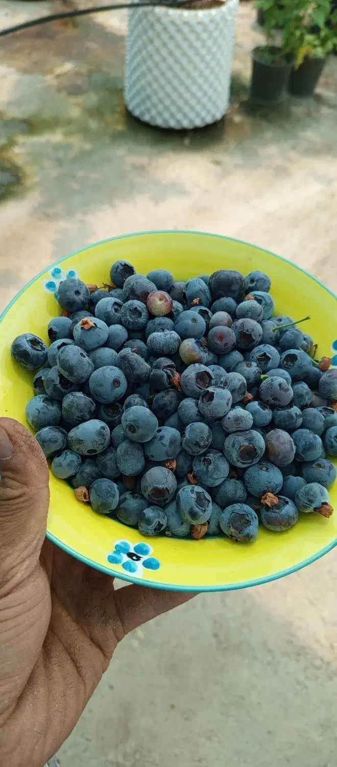 فروش میوه بلوبری و رزبری|خوردنی و آشامیدنی|تهران, ورزشگاه آزادی|دیوار