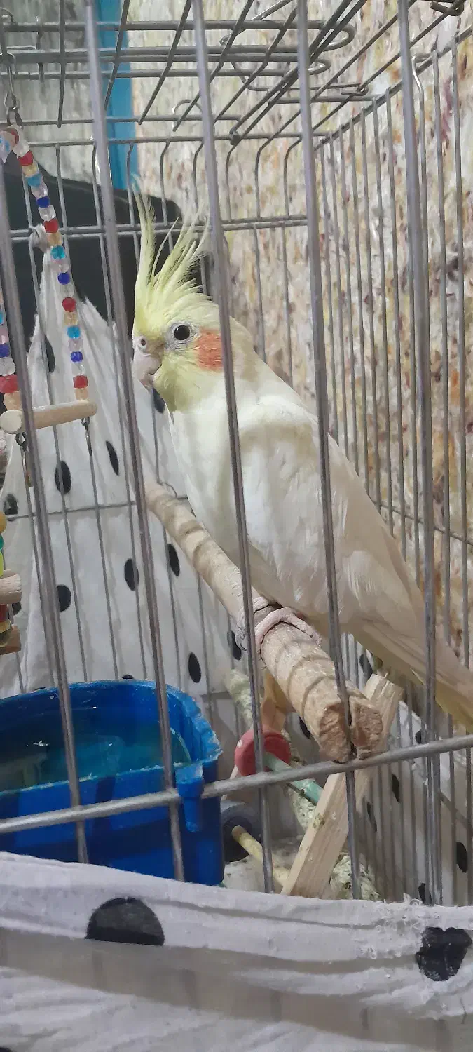 عروس هلندی|پرنده|چمران, |دیوار