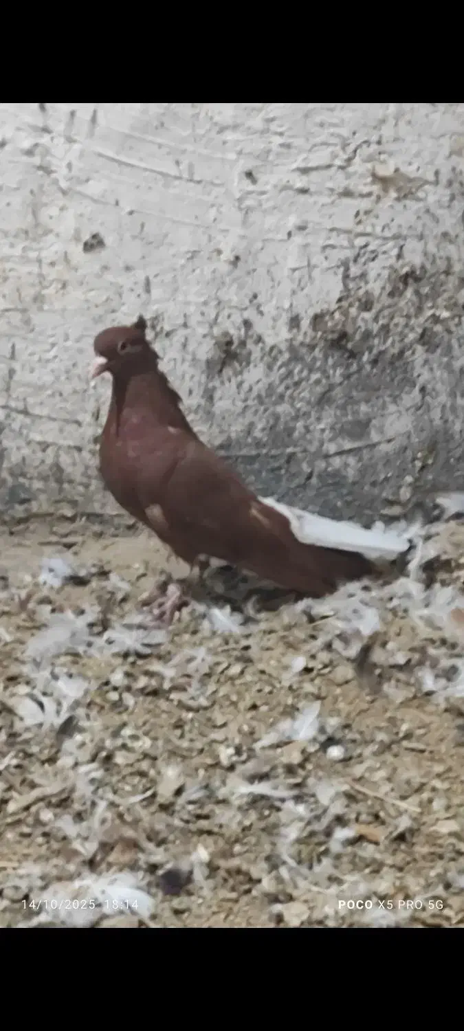 کبوتر رنگی    عقیلی|پرنده|گتوند, |دیوار