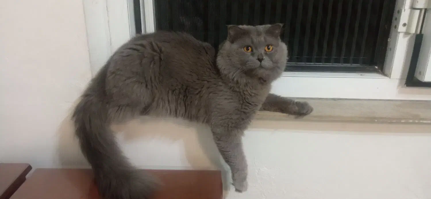 گربه اسکاتیش|گربه|بوکان, |دیوار