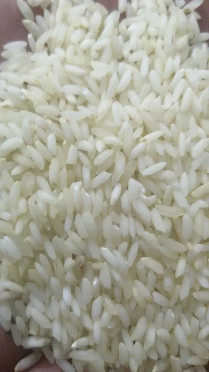 برنج|خوردنی و آشامیدنی|قم, ناصردیوان|دیوار