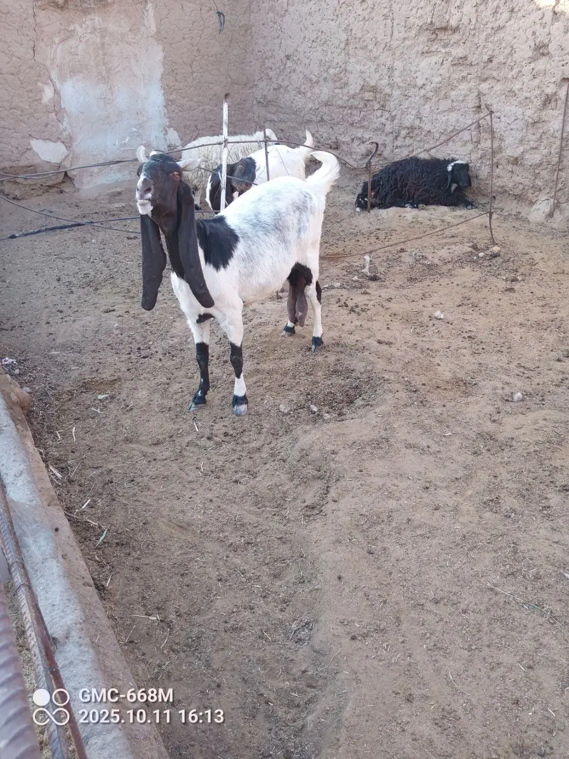 بزپاکستانی .بنگالی|حیوانات مزرعه|بیرجند, |دیوار