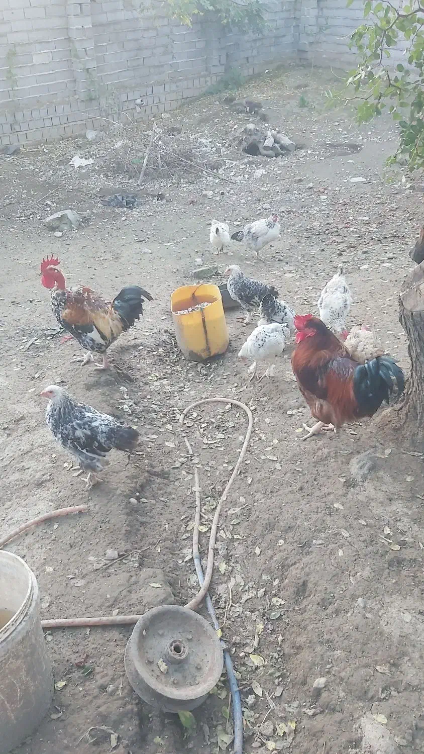 فروش مرغ و خروس محلی و برهما و گلین|حیوانات مزرعه|ساری, |دیوار
