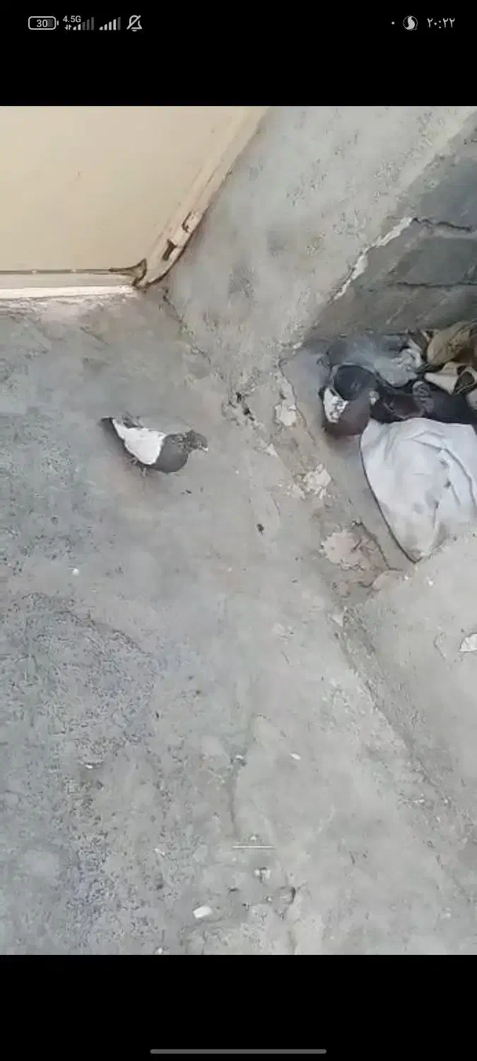 کفتر سینه ای|پرنده|کوه چنار, |دیوار