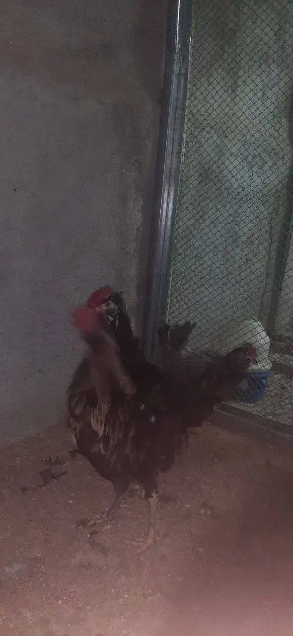 جوجه و تخم نطفه دار گلین|حیوانات مزرعه|ری, ولی آباد|دیوار