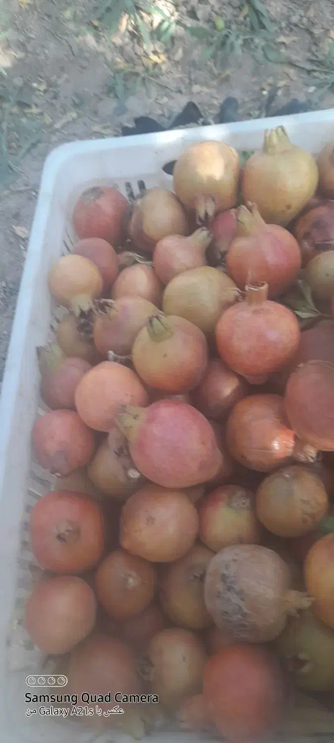 انار آبگیری|خوردنی و آشامیدنی|تفت, |دیوار