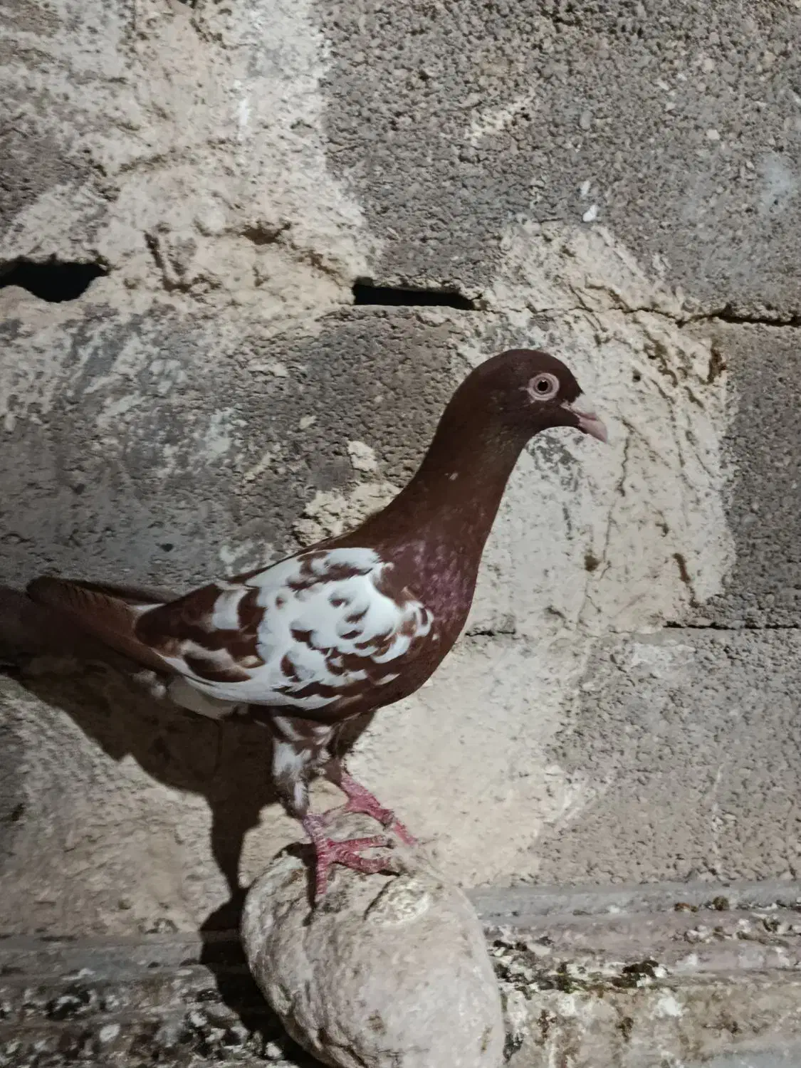 کبوتر|پرنده|برازجان, |دیوار