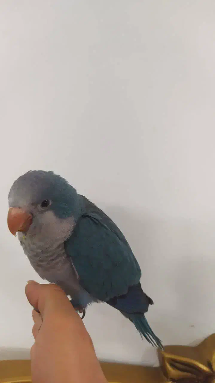 طوطی راهب بازیگوش و سخنگو|پرنده|کاشان, کارگر|دیوار