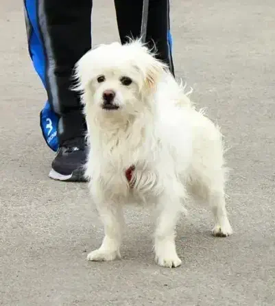 سگ پاپی|سگ|جرقویه, |دیوار