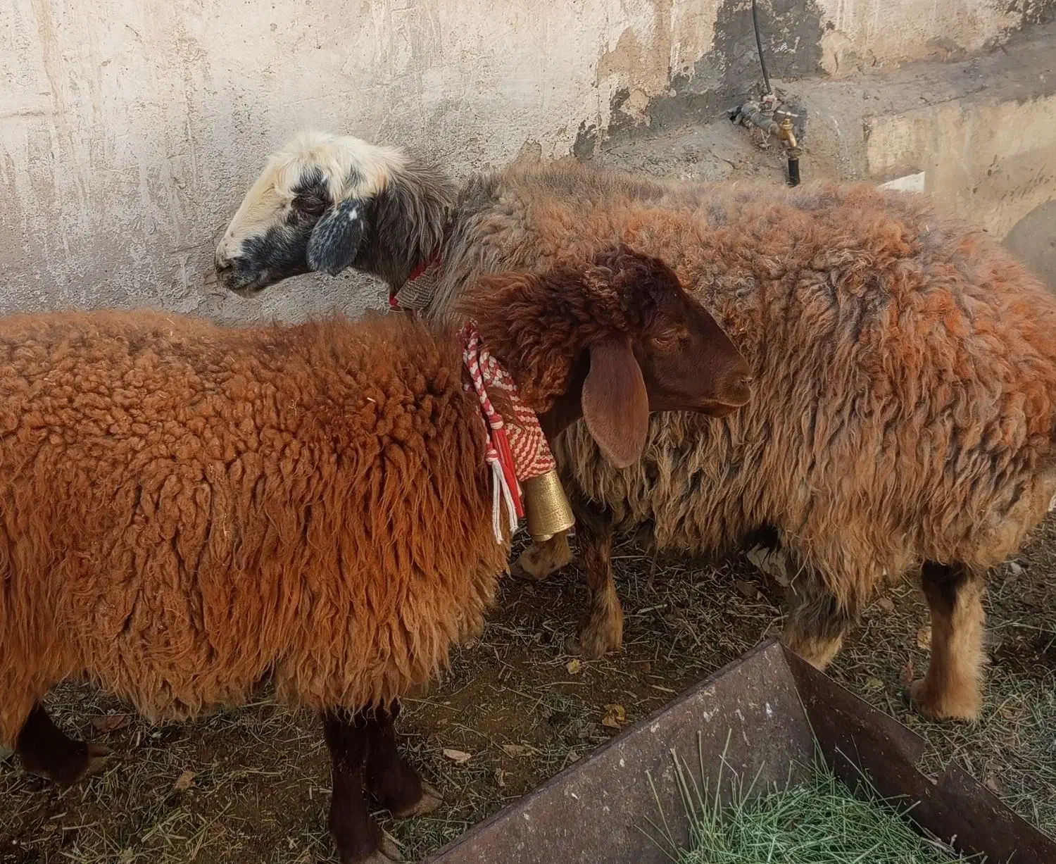 میش|حیوانات مزرعه|خمینی‌شهر, |دیوار