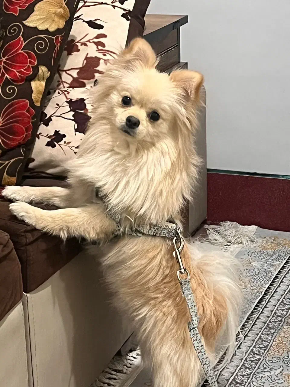 پامرین نروماده توله|سگ|مبارکه, |دیوار