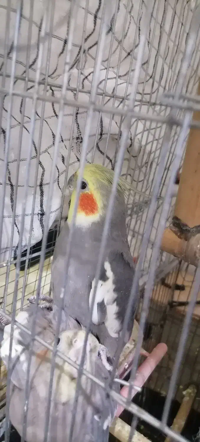 عروس هلندی نر|پرنده|کرمان, |دیوار