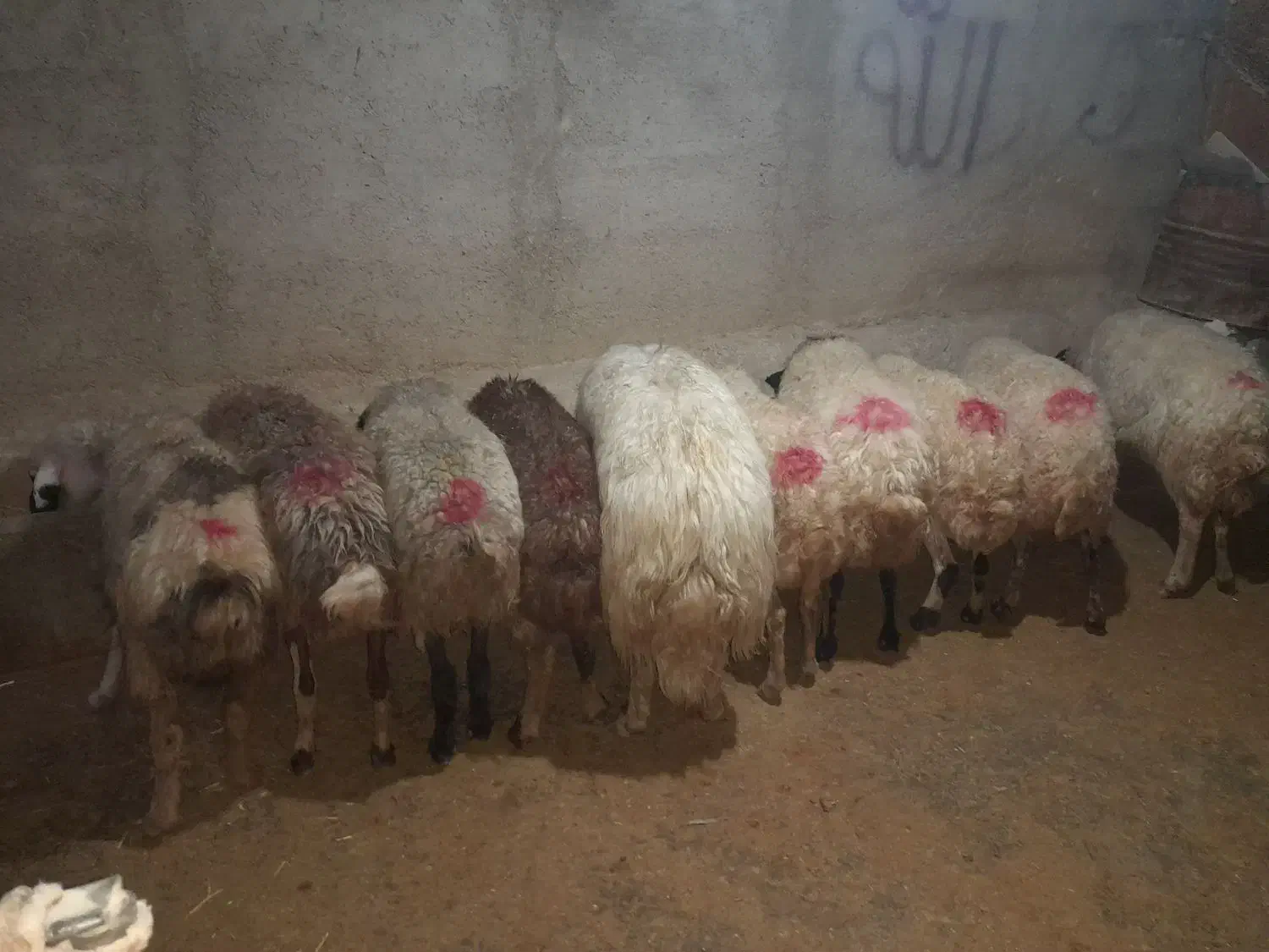 میش وبره|حیوانات مزرعه|کارزان, |دیوار