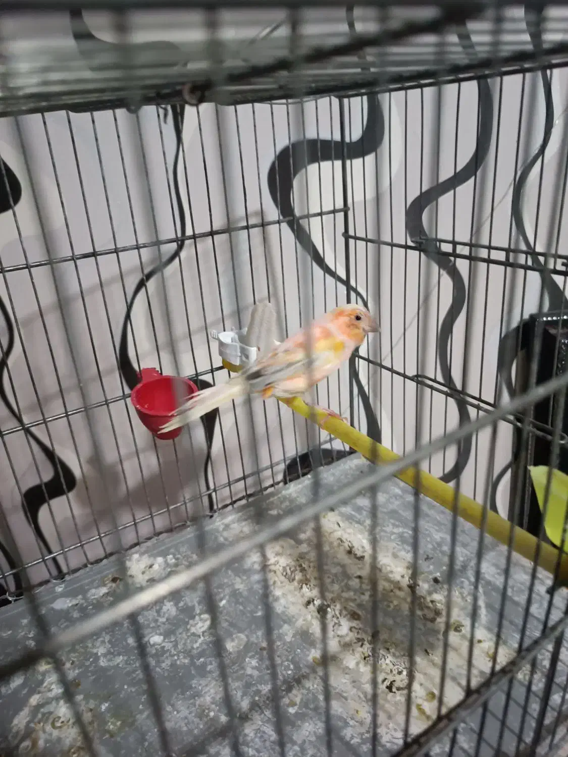 قناری ماده|پرنده|تهران, قلمستان|دیوار