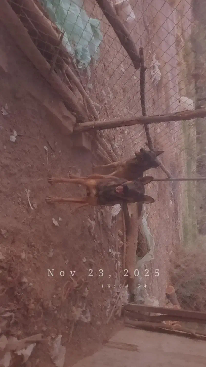 جفت مالینیوز|سگ|جیرفت, |دیوار