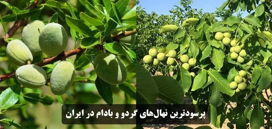 پیش فروش نهال گردو و بادام|خدمات باغبانی و درختکاری|دورود, |دیوار