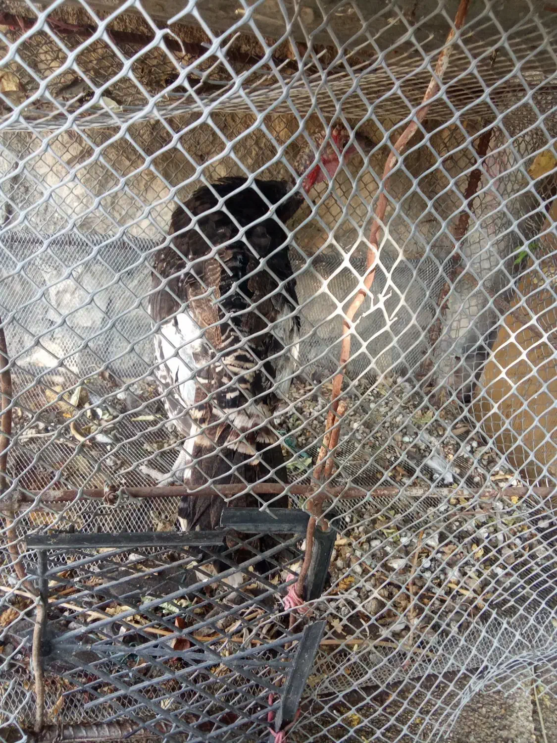 فروش بوقلمون نر جوان|حیوانات مزرعه|ایذه, |دیوار