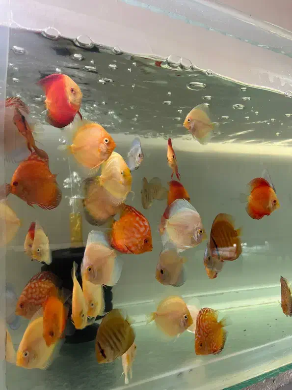 آبزی پرور آمازون دیسکس تترا چانا آروانا وغیره|ماهی|اصفهان, شمس آباد|دیوار