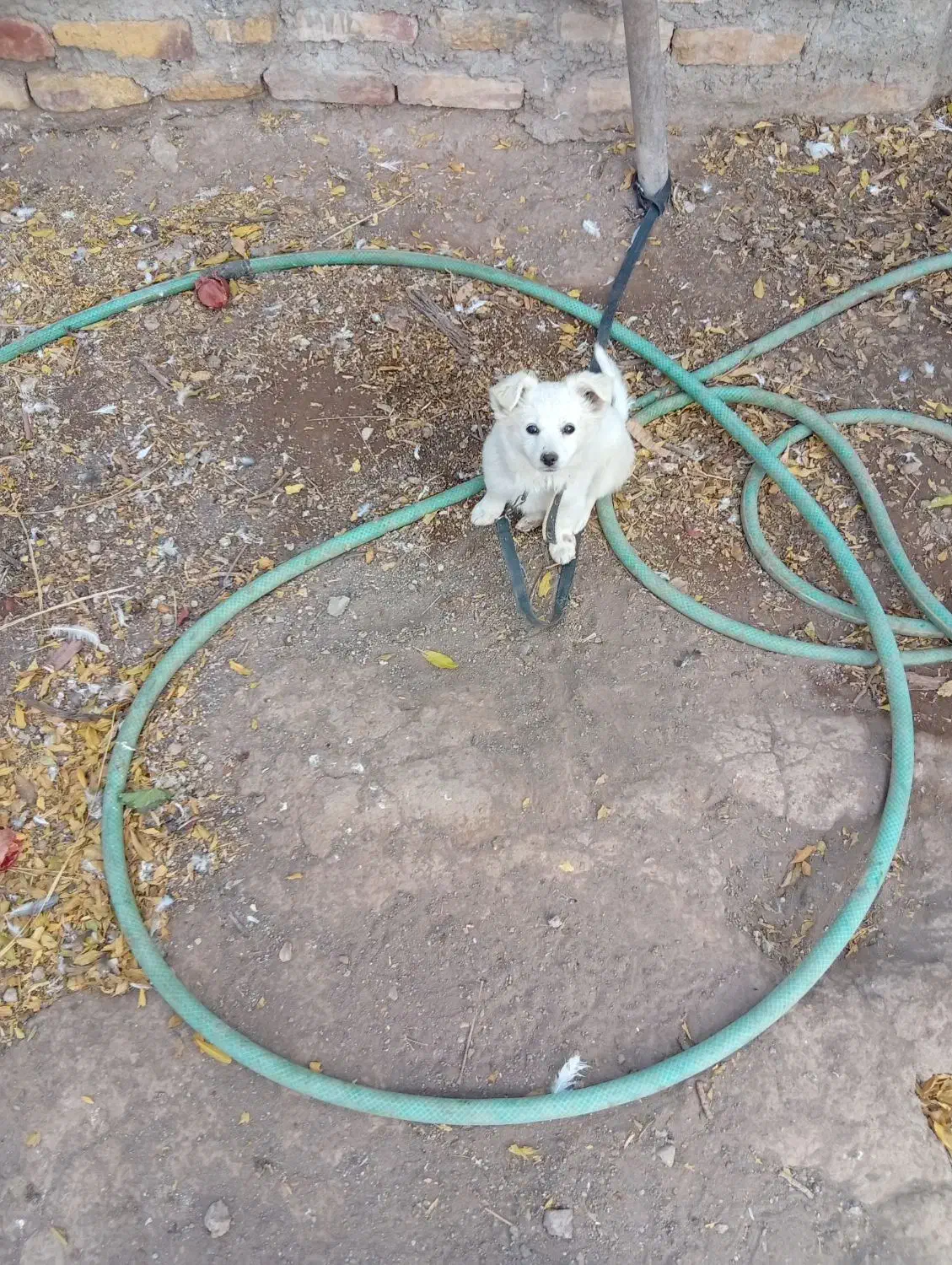 توله اشپیتز ماده|سگ|رفسنجان, |دیوار