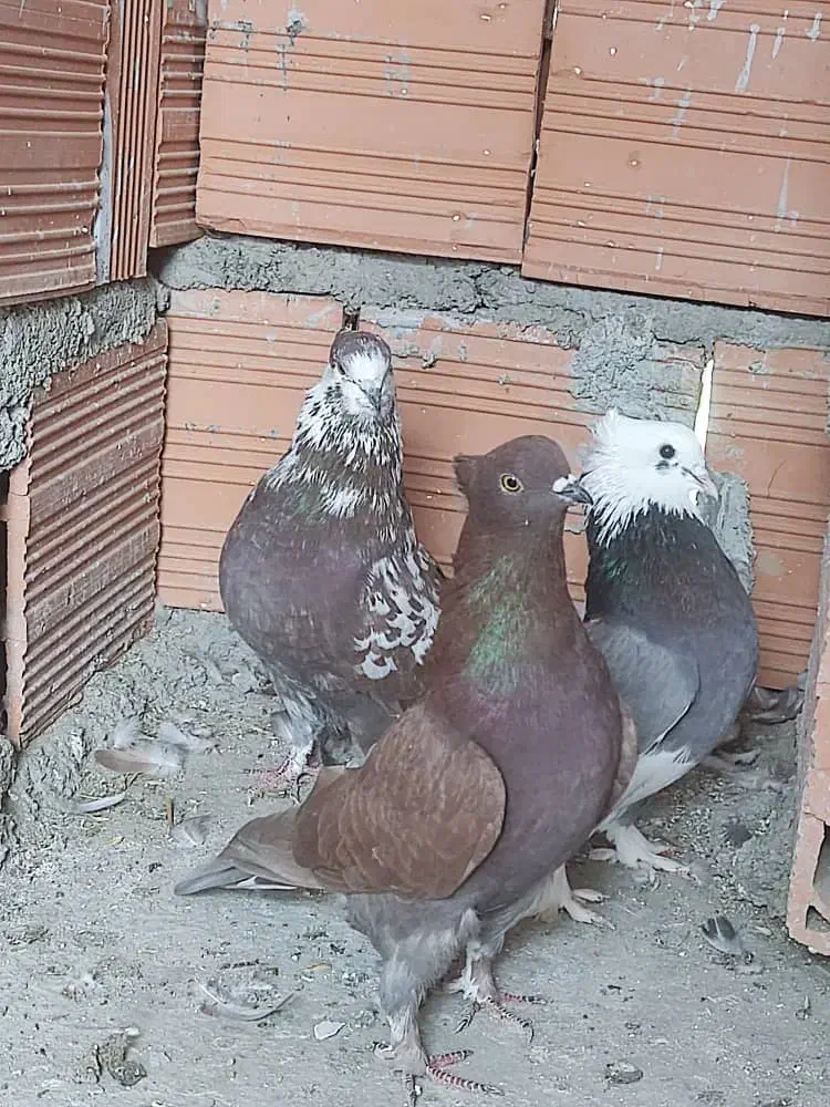 کبوتر تکپر  کاکل|پرنده|خان ببین, |دیوار