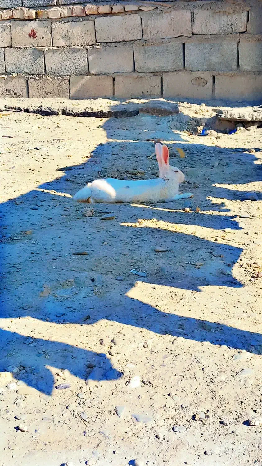 خرگوش|موش و خرگوش|سراوان, |دیوار