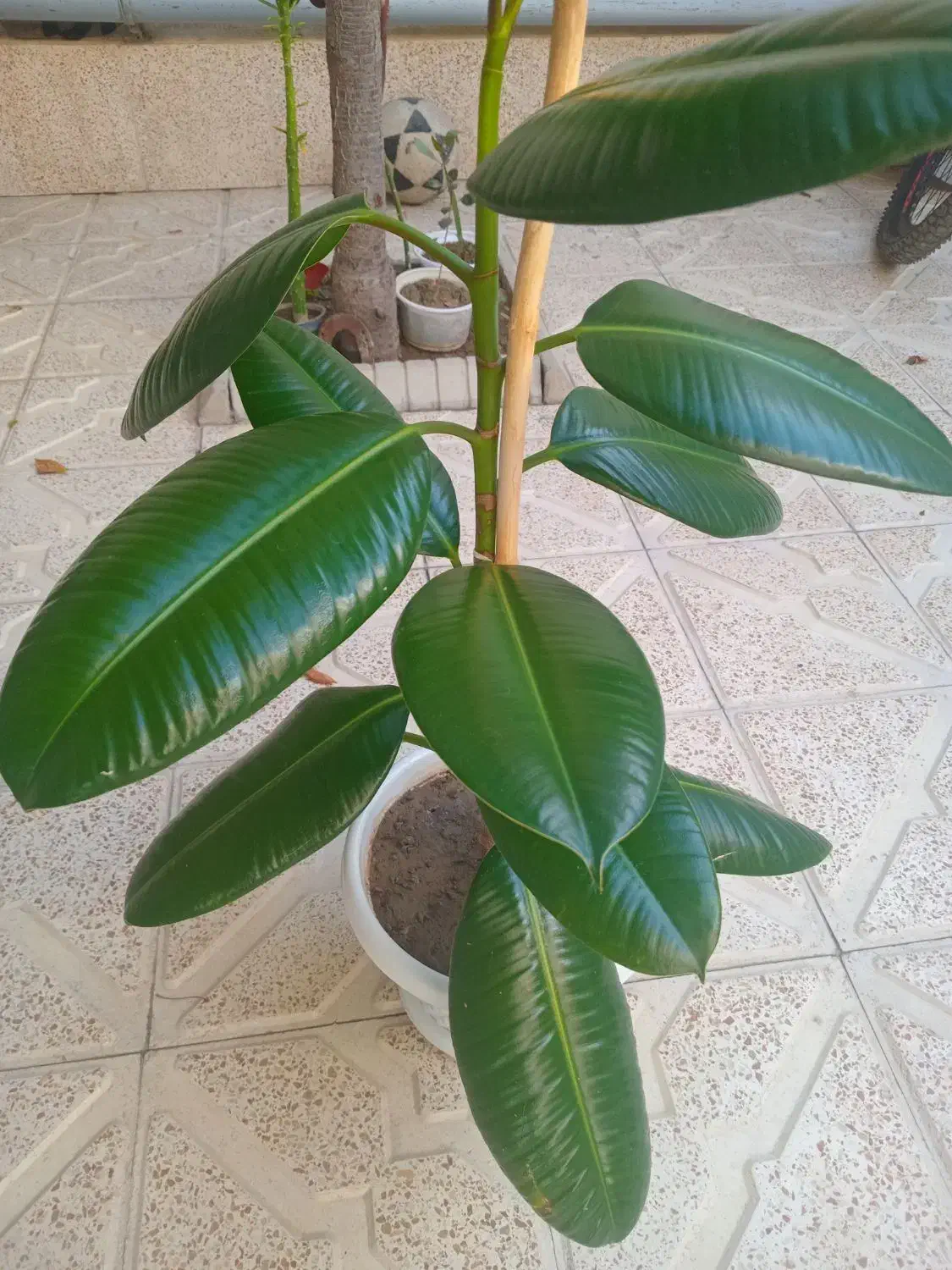 گل فیکوس فروشی|گل و گیاه طبیعی|سلماس, |دیوار