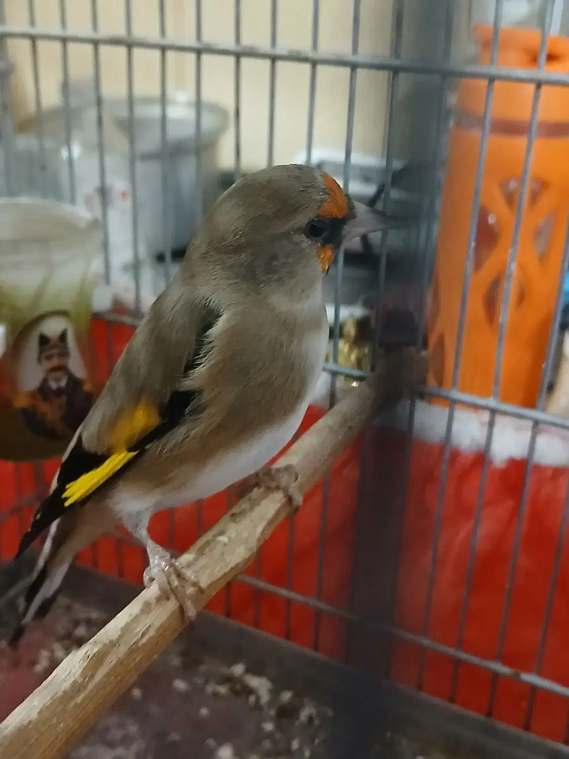 فروش دو عدد سهره|پرنده|شیراز, شهرک امام حسن|دیوار