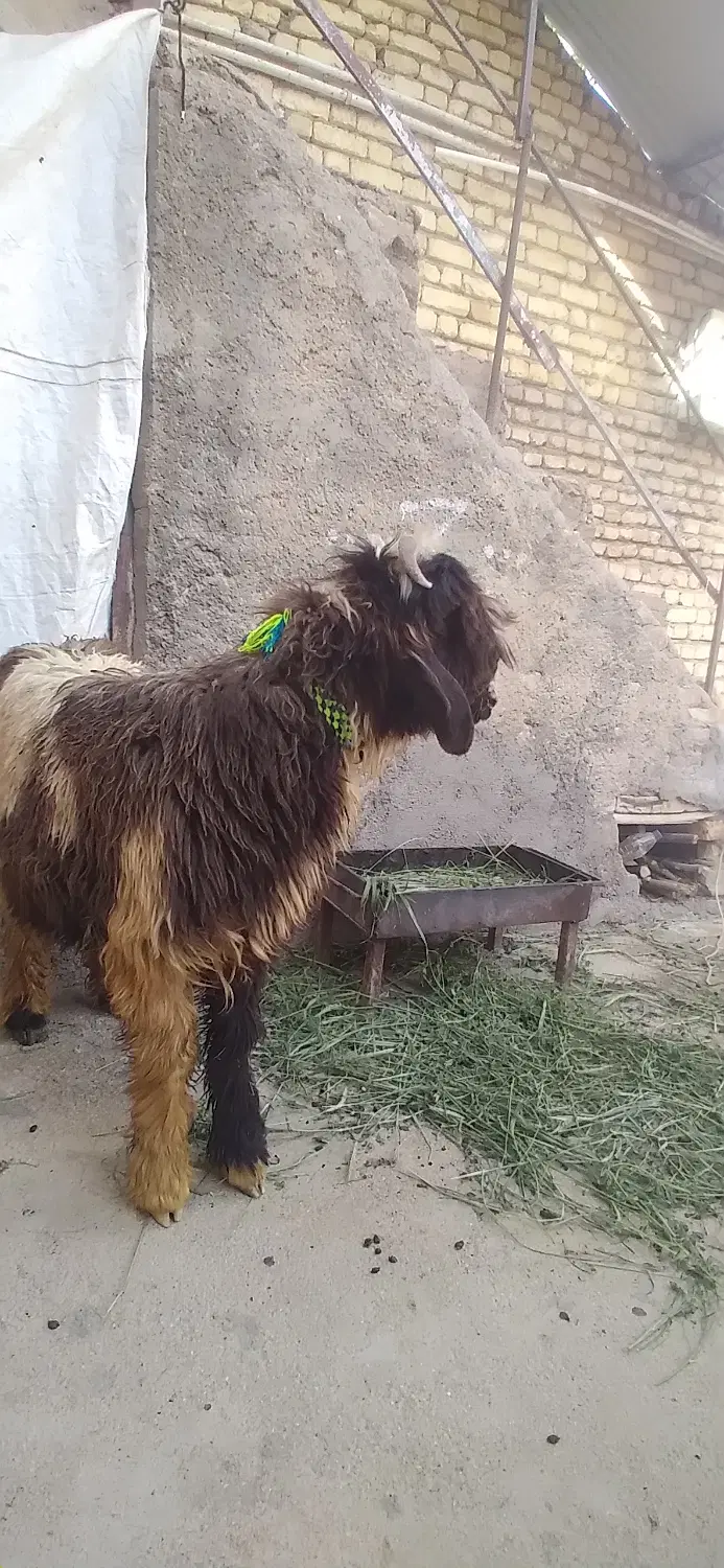 بره قوچی|حیوانات مزرعه|کوهرنگ, |دیوار