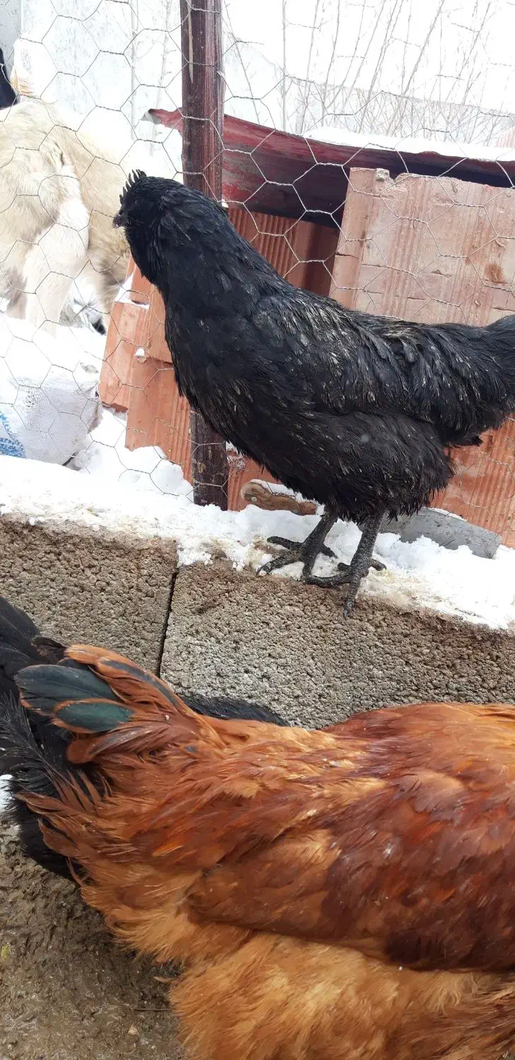 تخم مرغ نطفه دار|حیوانات مزرعه|اردبیل, |دیوار