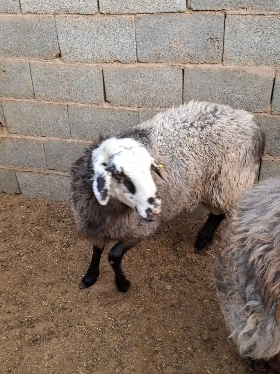 بره رومانف بدون دنبه گوسفند|حیوانات مزرعه|یزد, |دیوار