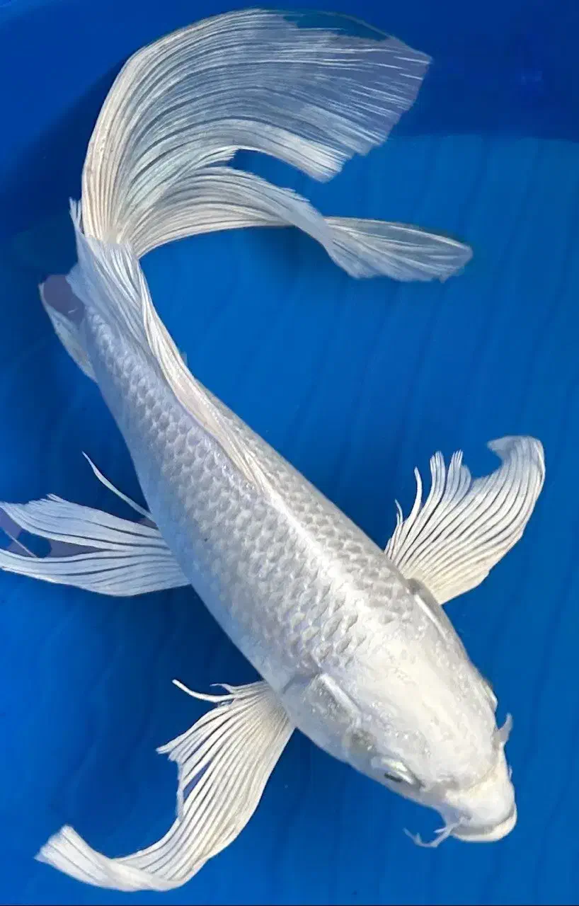 آکواریوم بزرگ خلیج فارس|ماهی|بروجرد, |دیوار