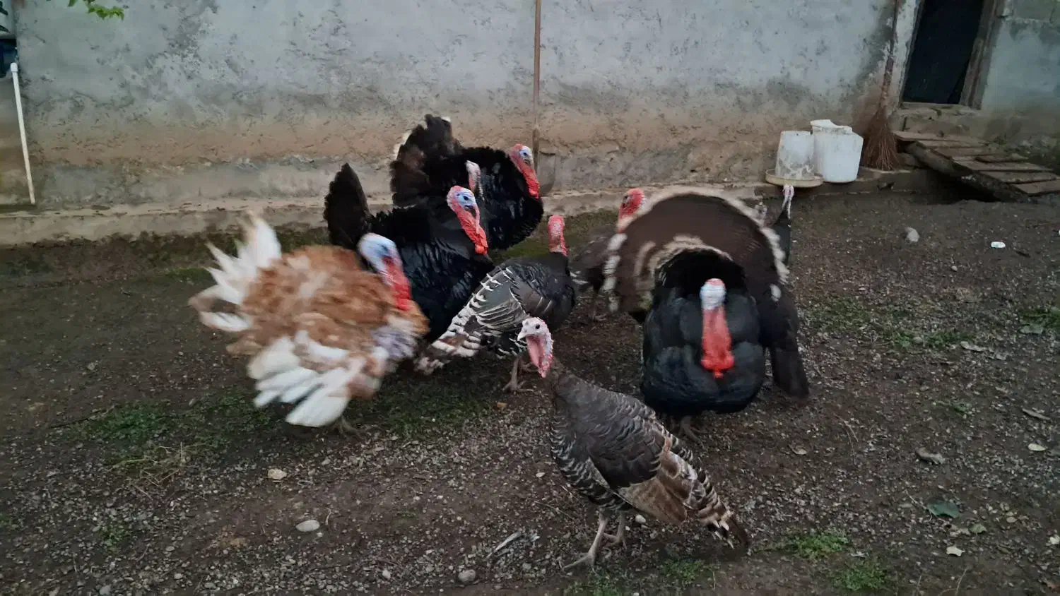 بوقلمون|حیوانات مزرعه|سنگر, |دیوار