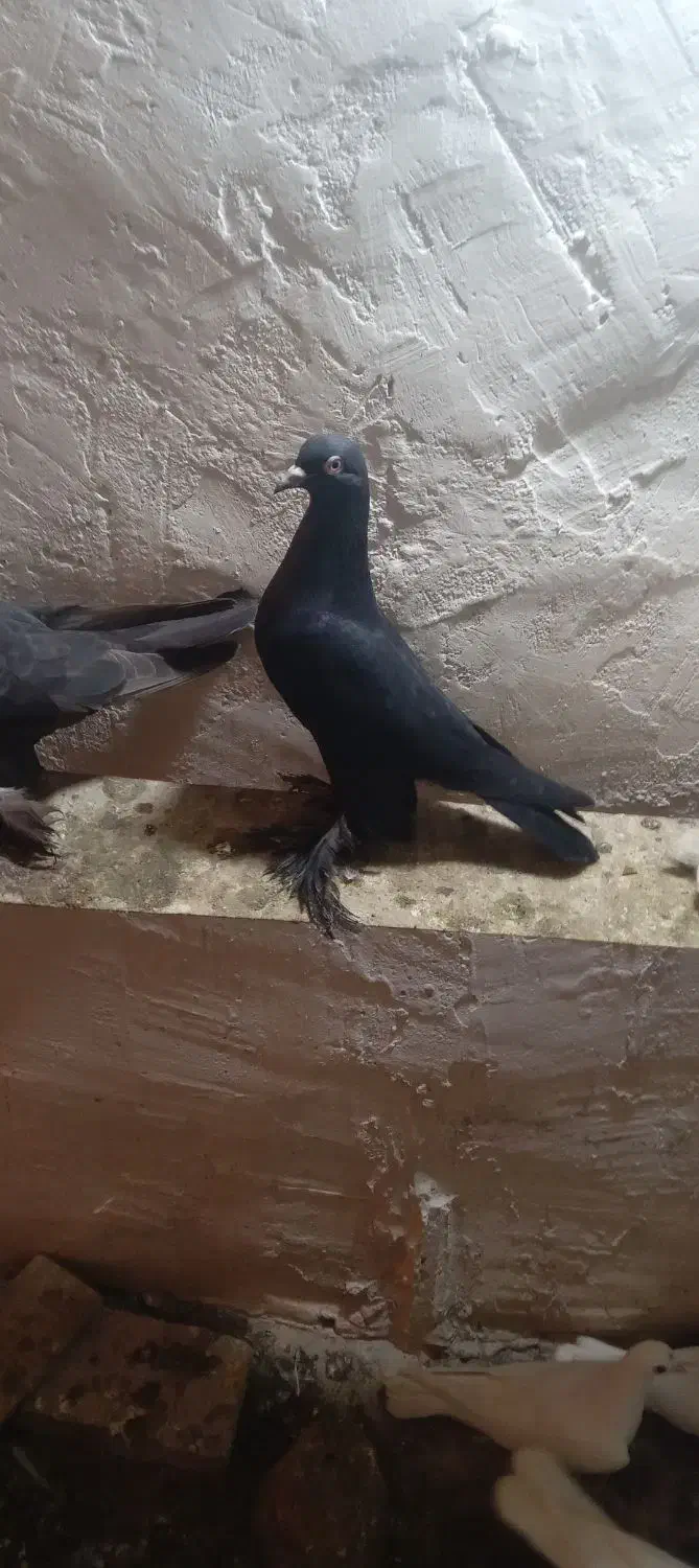 کبوتر|پرنده|تبریز, |دیوار